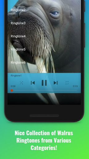 Walrus Sounds Screen 2
