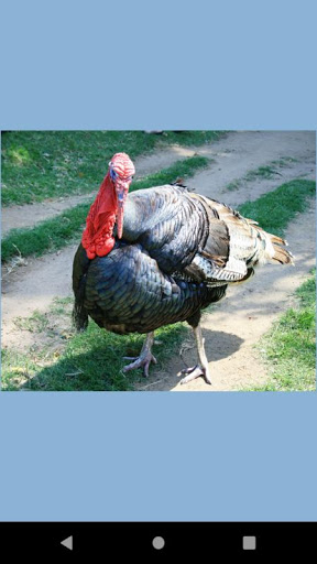 Turkey Photos wallpaper Screen 2