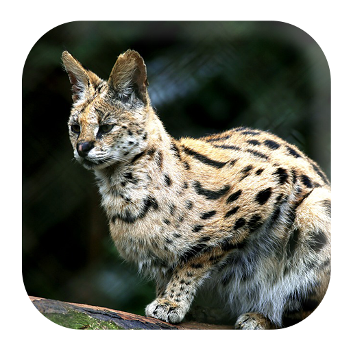 Bobcat Sounds logo