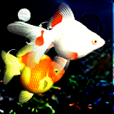 Talking Fishes icon