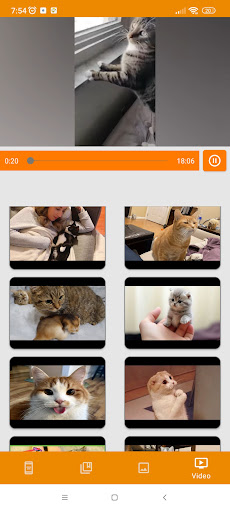 Cing Meng Cat Collection