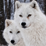 white wolf wallpapers icon