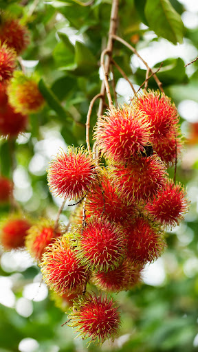 Rambutan Wallpaper