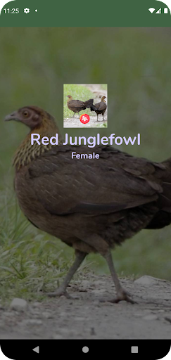 Android application Red Junglefowl Female Call HD screenshort