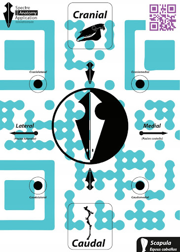 Spectre Veterinary Anatomy Screen 3