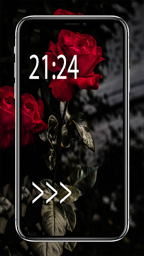 Flowers Red Roses 4K - HD Wallpaper 2021