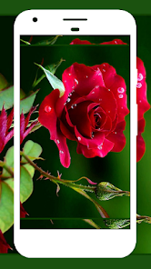 Imágen 2 Rose Wallpaper , Rose Images android