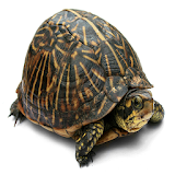 Ricochet Turtle icon