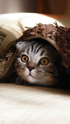 かわいい猫の壁紙 - かわいい猫の写真のおすすめ画像1