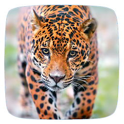 Jaguar Ringtones: Download & Review