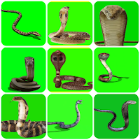 VFX Snakes Effect - Snake Green Screen Videos