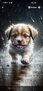 Cute Puppy Wallpaper Gallery
