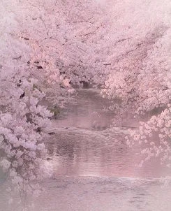 Sakura Wallpaper