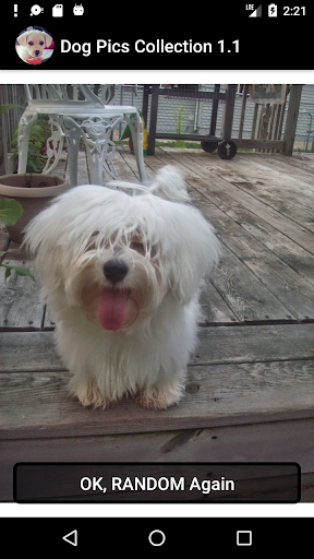 Dog Pics Collection Screen 3