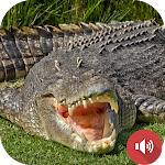 Cover Image of 下载 Crocodile Sounds  APK