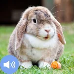 Cover Image of Télécharger Rabbit Sounds and Wallpapers  APK