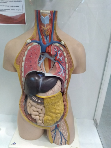 human anatomy and body health
