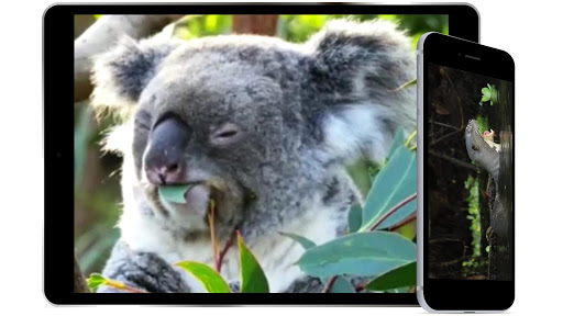 AmazingAnimalAtlas Screen 3