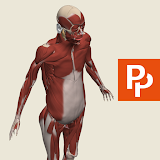 Primal's 3D Whole body icon