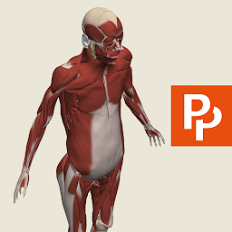Primal's 3D Whole body ikonjának képe