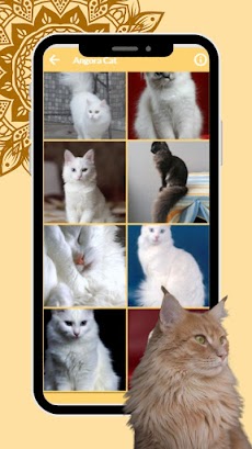 Cute Cat Wallpaper HD Kittensのおすすめ画像5