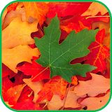 Fall Leaves Live Wallpaper 4K icon