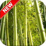 Bamboo Wallpapers icon