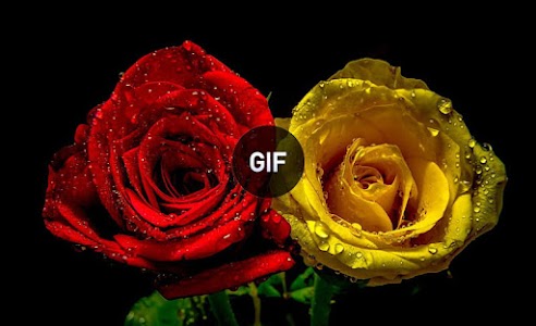 Flowers & Roses Images Gif Unknown