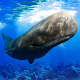 The Sperm Whale विंडोज़ पर डाउनलोड करें