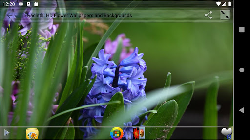 Hyacinth HD Flower Wallpapers and Backgrounds