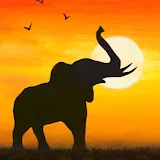 Animals Safari icon