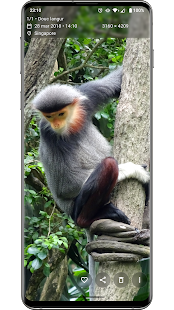 Aves Galería Screenshot