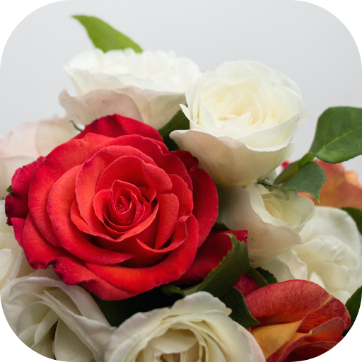 rose images hd logo