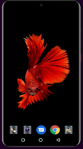 HD Fish Wallpaper  screenshots 4