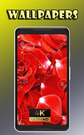 Petals beautiful flowers sweet Wallpaper