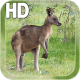 Kangaroo Australia LWP icon