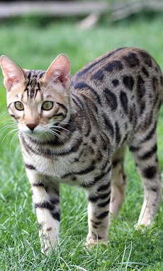子猫と猫の壁紙 Androidアプリ Applion