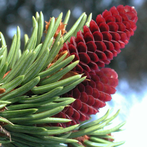 Get iForest - Trees and shrubs for Android Aso Report