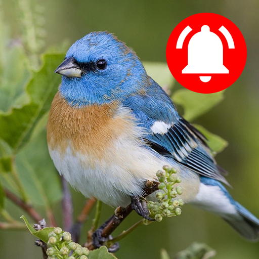 Bird Sounds And Ringtones logo