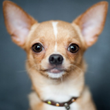 Chihuahua Wallpaper App icon