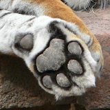 Animal Paws and Claws 2 FREE icon