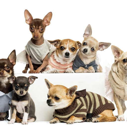 Chihuahuas Dog Puzzles Games Screen 3