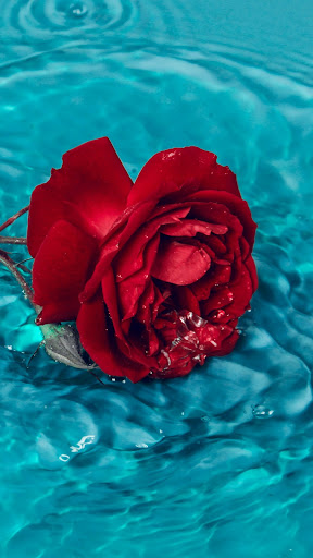 Android application Red rose wallpaper screenshort