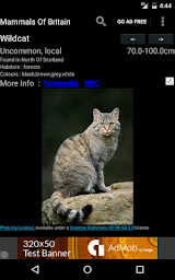 Mammals Of Britain