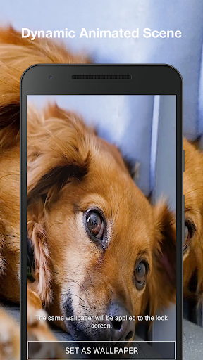 Dog Live Wallpaper Pro Screen 2