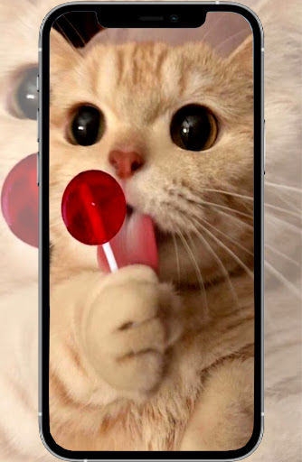 Cute Animal Wallpapers Screen 2