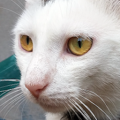 Sons De Chat Applications Sur Google Play