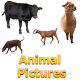 Animals Name and Pictures for Kids icon