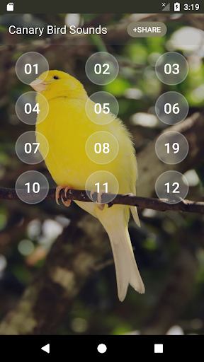 Canary Bird sounds Screen 2