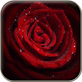 Rose Wallpapers icon